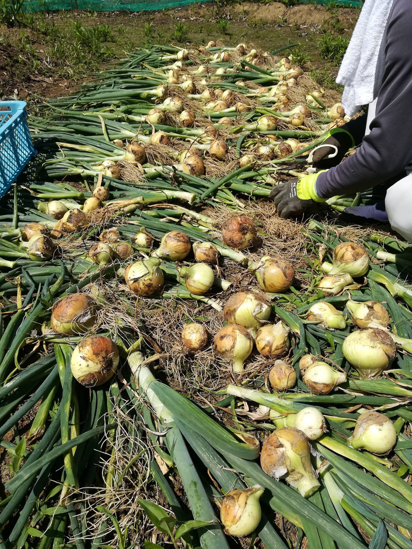 玉ねぎの仕分け