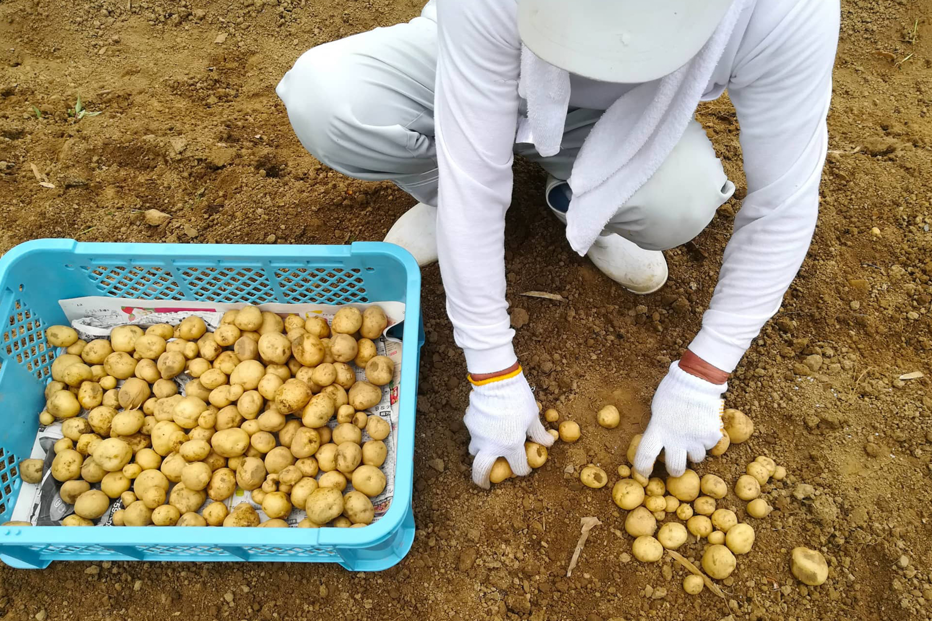 じゃがいもの仕分け